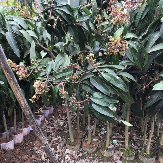 南宁金煌芒果苗 种植后可免费提供技术指导