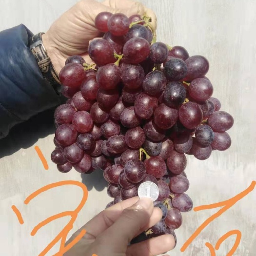龙口市冷库的红宝石葡萄大量上市
