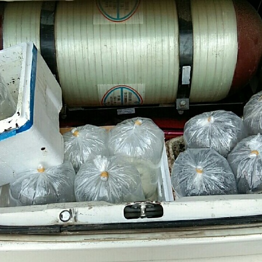 哈尔滨罗汉鱼 退沙马骝罗汉苗
