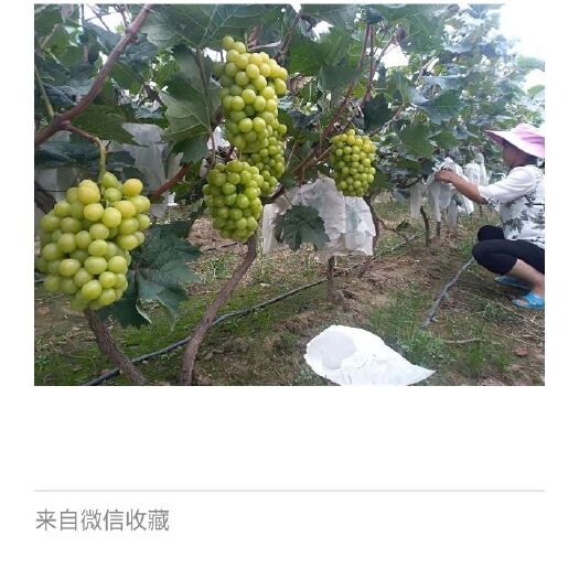 平邑县阳光玫瑰 2斤以上 5%以下 1次果