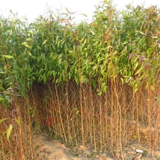 周口 一年生 占地毛桃苗 品种桃苗嫁接母树