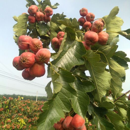 绛县 绛县大五棱山楂，个大色好，口感酸甜可口