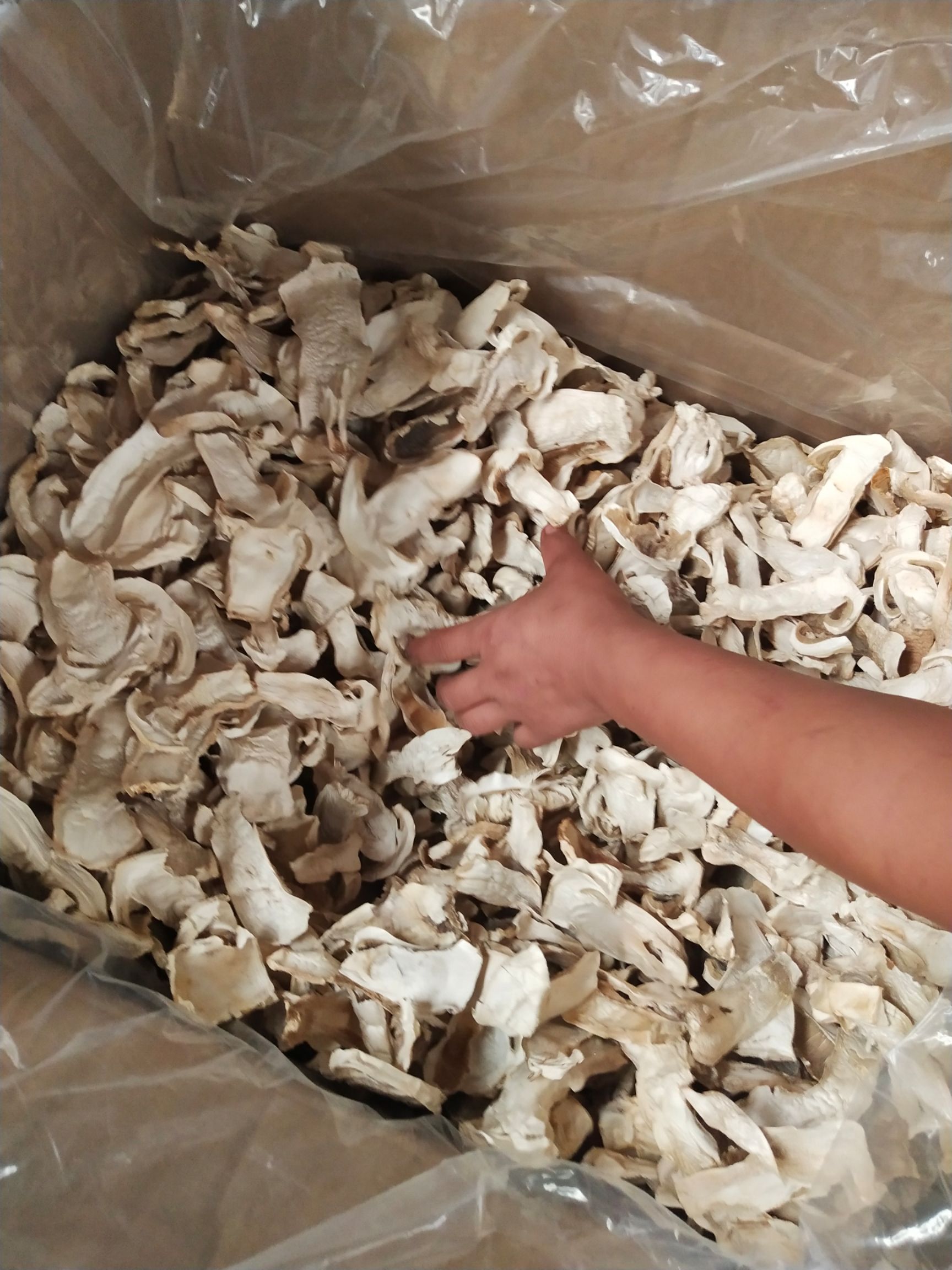 大球盖菇 球盖菇精选大片，赤松茸大片