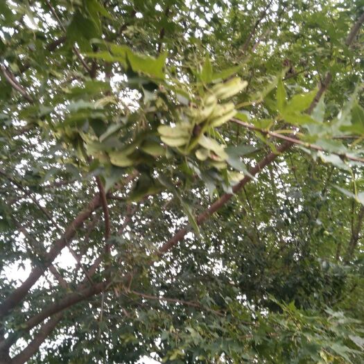 沂南县 8至12公分元宝枫160棵有需要请联系。