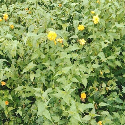 石家庄棣棠花 出售80－1米棣棠