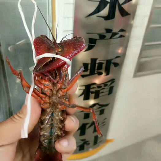 潜江市 潜江市清水小龙虾，稻田清水虾批发