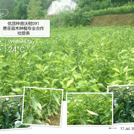 简阳市091无核沃柑苗 四川柑橘苗种植基地