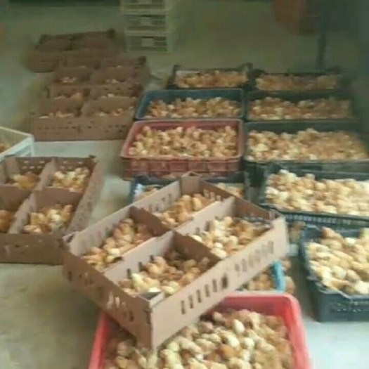 宁都县河田鸡苗 毛茸茸的的小家伙