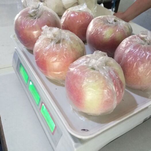 武邑县 大量批发中秋王苹果