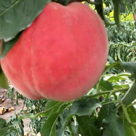 安丘市金秋红密桃 金秋红蜜大量上市
