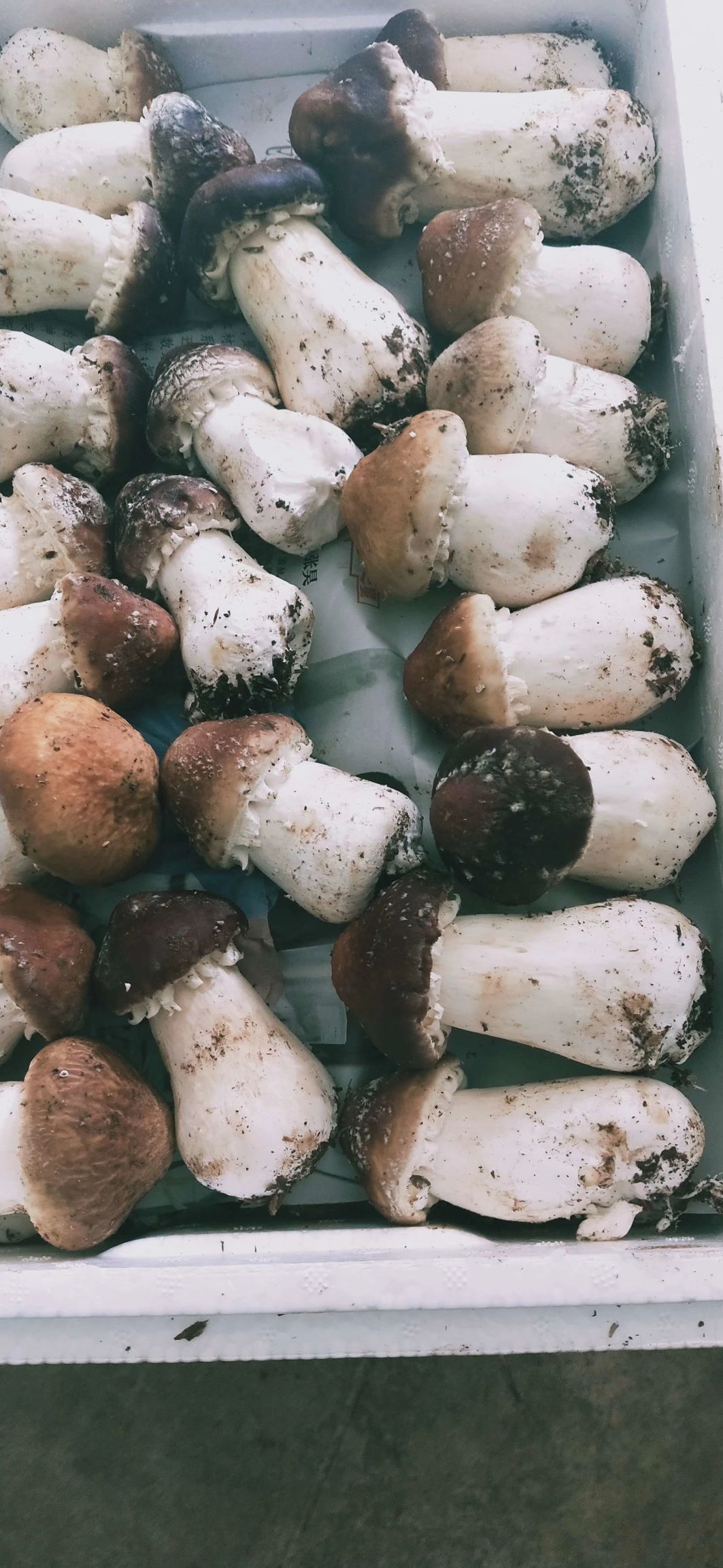 淮北大球蓋菇菌種  赤松茸菌種一畝1600元回收產品鮮菇、鹽水菇