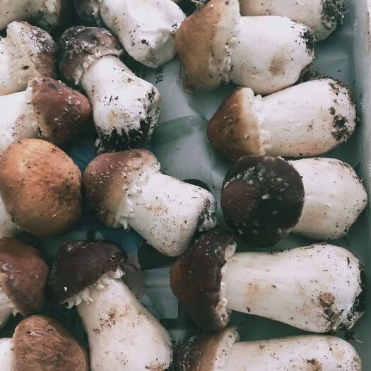 淮北大球盖菇菌种  赤松茸菌种一亩1600元回收产品鲜菇、盐水菇