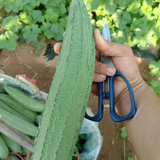 北海肉丝瓜 花点肉瓜