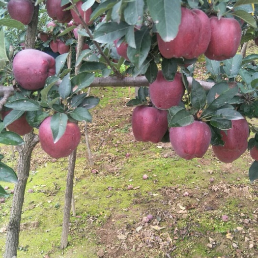 礼县 大西北花牛苹果