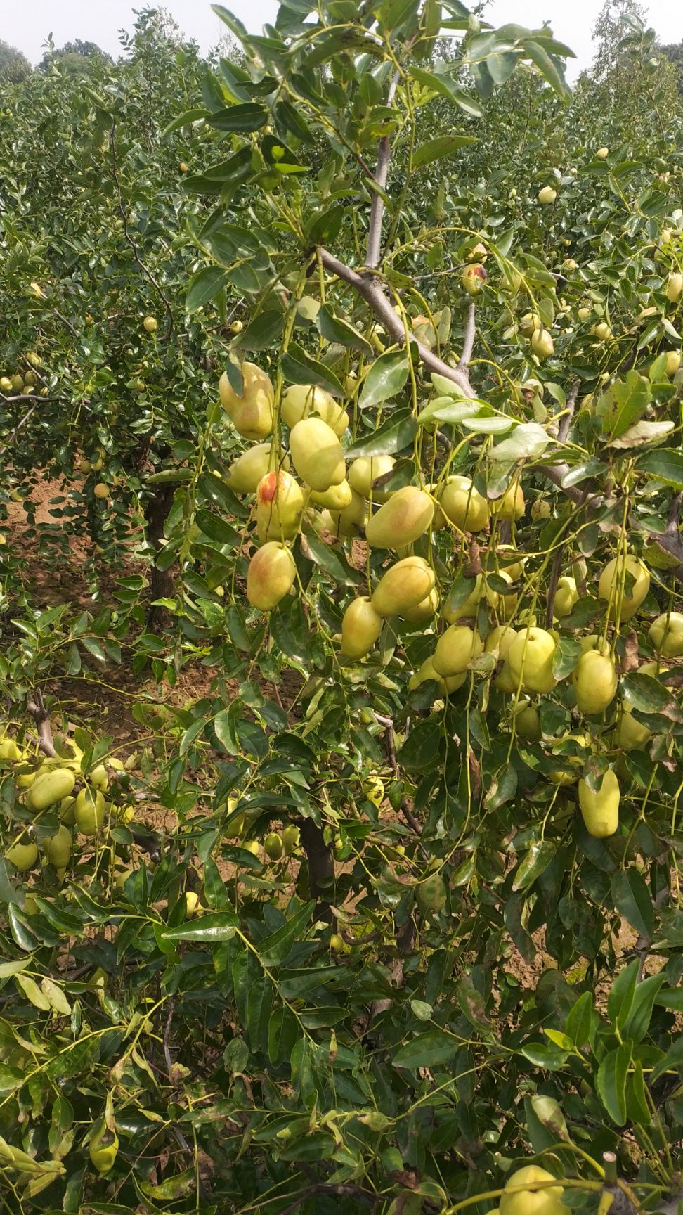 陝西水果棗鮮食棗 芒果棗樹苗(三年樹) 全面提供技術指導