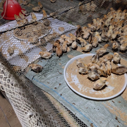 淮安土鸡苗 统货
