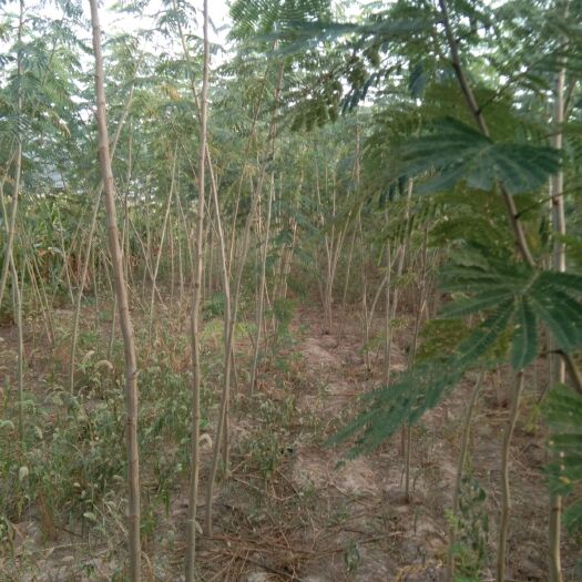 太康县红合欢 二到五公分，一手货源