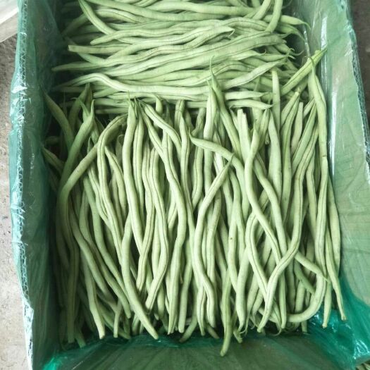 武山县架豆王豆角  精品无筋豆 架豆王  精品豆王  芸豆