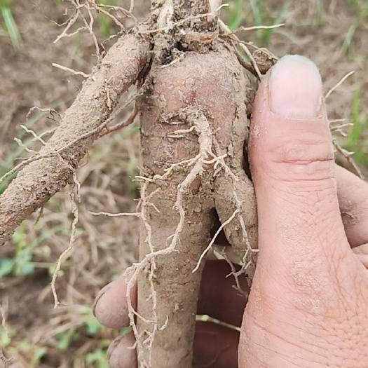 虞城县中药材赤芍 基地直供价格优惠