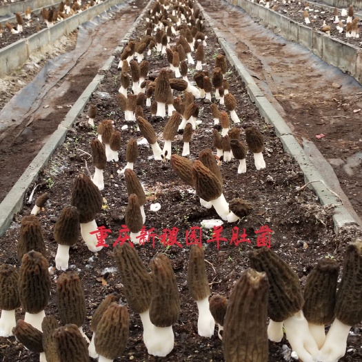 重庆市羊肚菌菌种 羊肚菌基质栽培取得胜利！羊肚菌高产，工厂化不是梦！