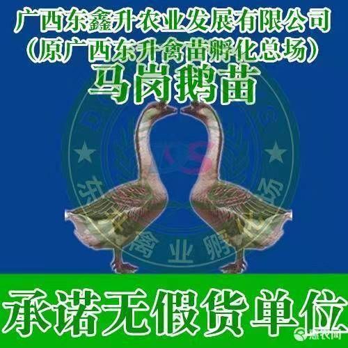 南宁 马岗鹅苗