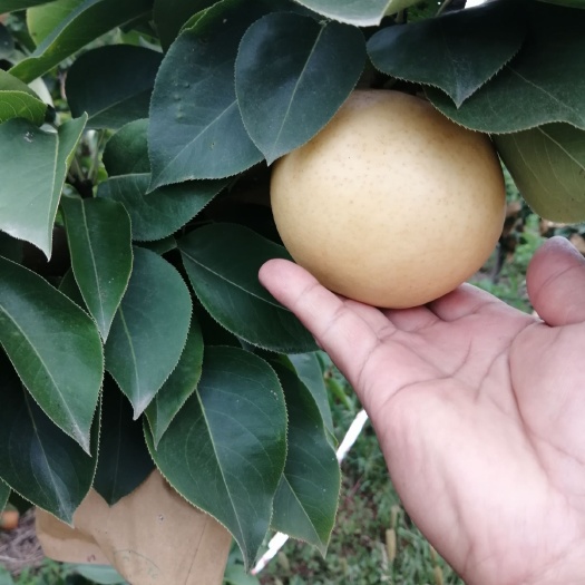 莘县晚秋黄梨