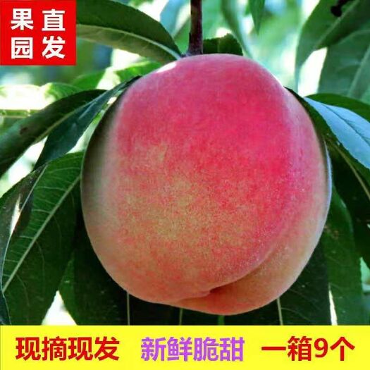 邢台水蜜桃 70mm以上