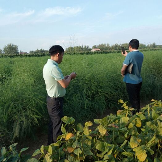 曹县芦笋苗 青、白笋大量出售中，外商来基地实地考察，全国代发，价格美丽