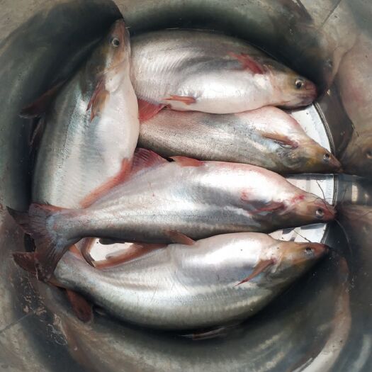 长沙县巴沙鱼
