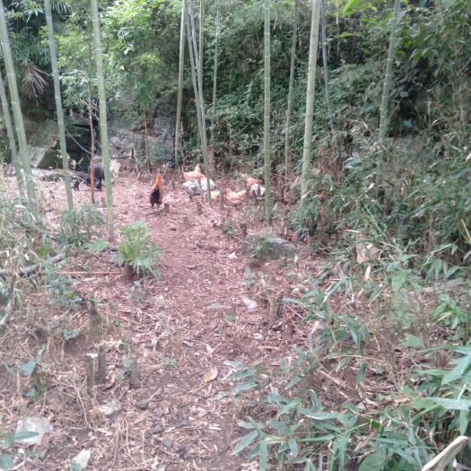 酉阳 土家族农户散养土鸡