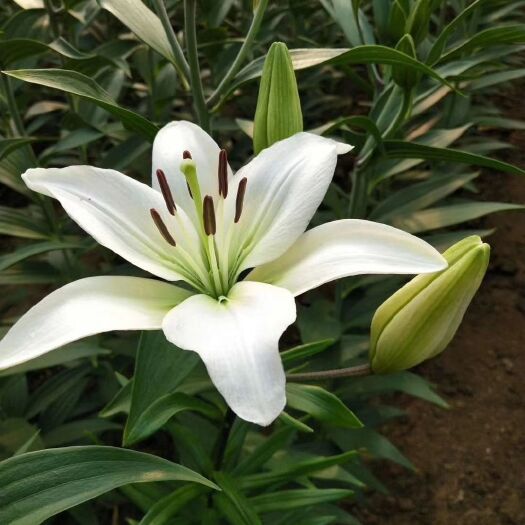 凤阳县百合花  观赏百合种球，可以露地越冬复生的香型品种！(铁炮百合，)