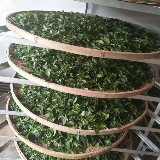 双江县普洱饼茶 高山1900米生态坝糯茶