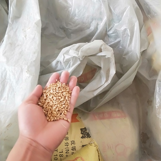 天津 优质小麦，