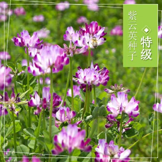 沭阳县牧草紫云英种子紫云英种籽紫云英蜂蜜盆栽紫云英野菜紫云英苗种
