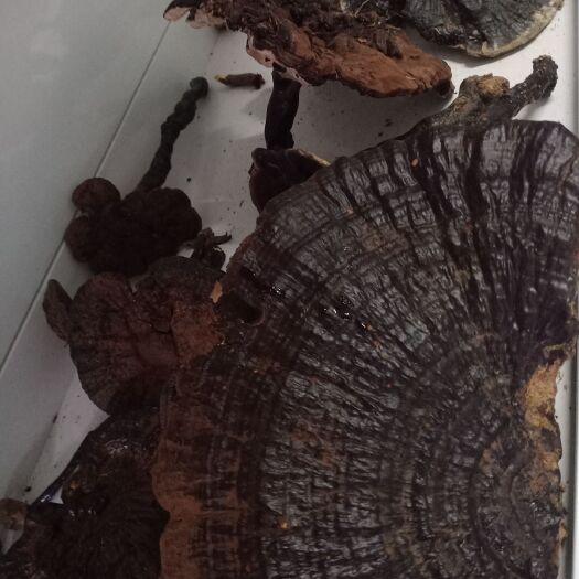 罗甸县 天然灵芝假一倍、百
