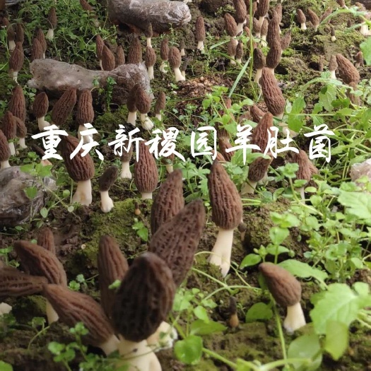 重庆市羊肚菌菌种  按亩计算