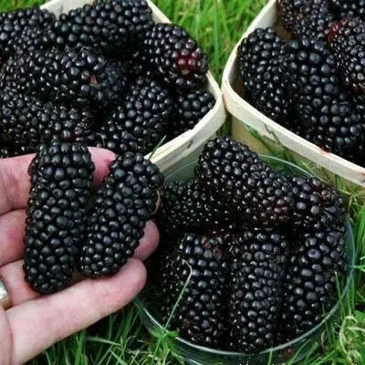灵山县无籽大十果桑苗 十大果桑