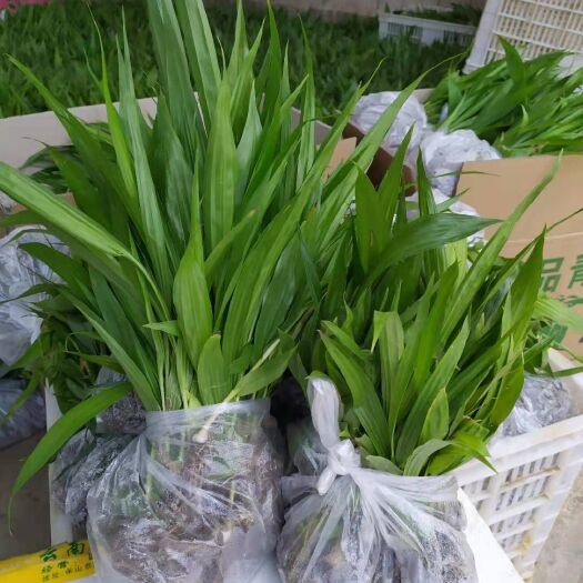 保山紫花白芨苗 露天驯化，成活率高