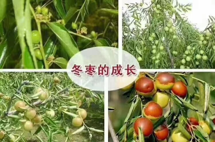 临猗县脆冬枣 冬枣，百果之王