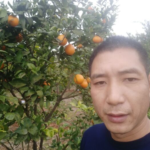 金堂县日本甜柿子苗