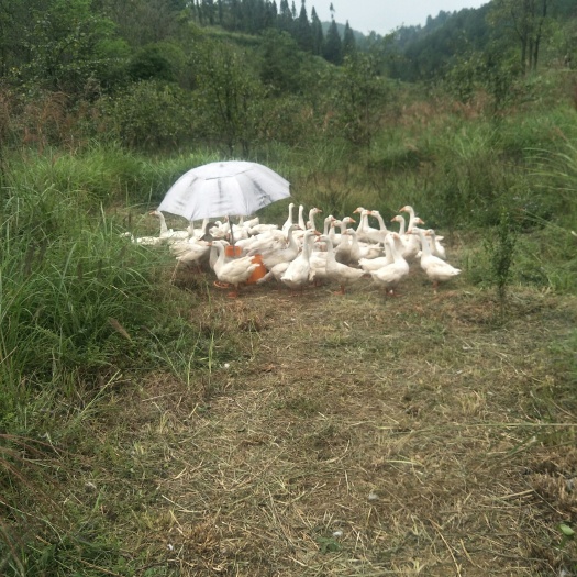 长顺县 土肥鹅，散养，长期俏售。