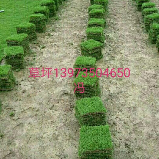 郴州 草