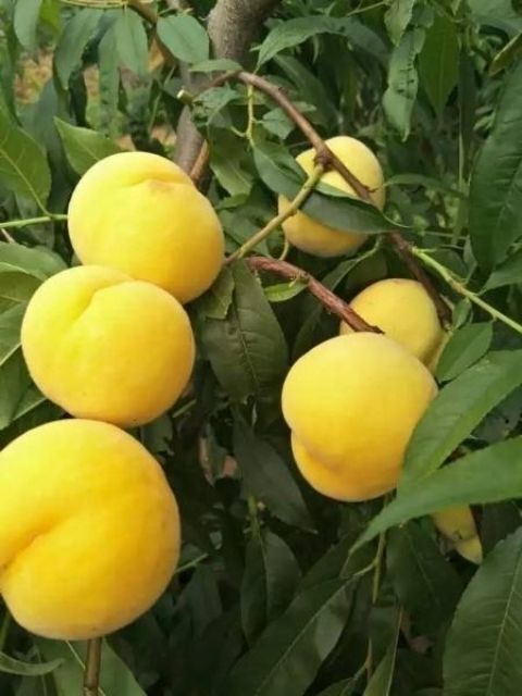 咸阳黄桃树苗 陕西锦泰苗木专业合作社提供各种优质种苗