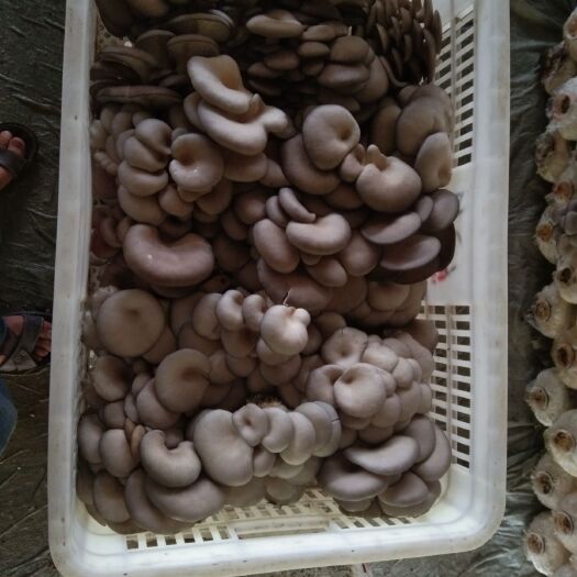 济南鲜平菇 通货