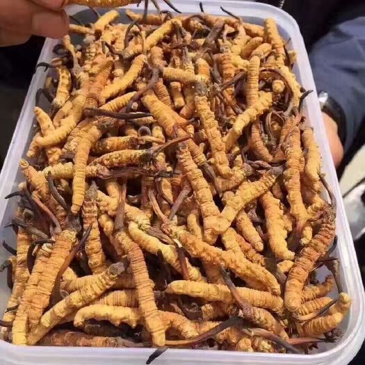 松潘县 冬虫夏草治百病