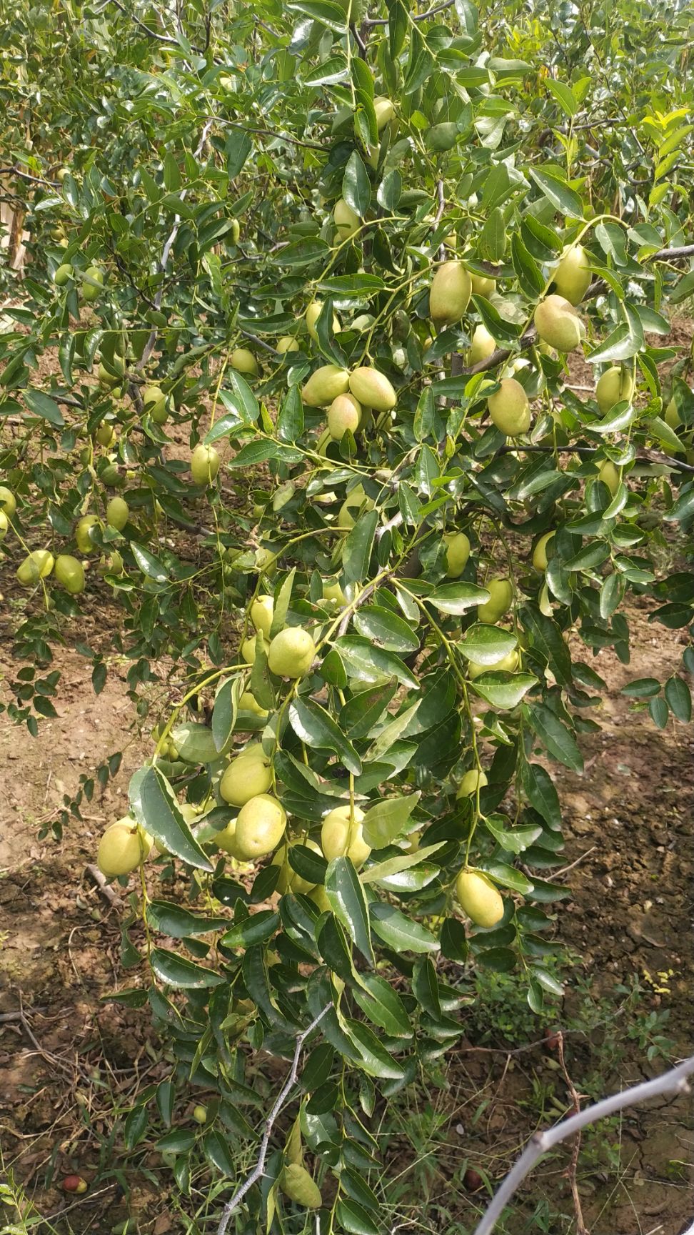 陝西水果棗鮮食棗 芒果棗樹苗(三年樹) 全面提供技術指導