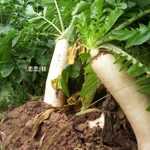寻甸县 啊云水果萝卜销售