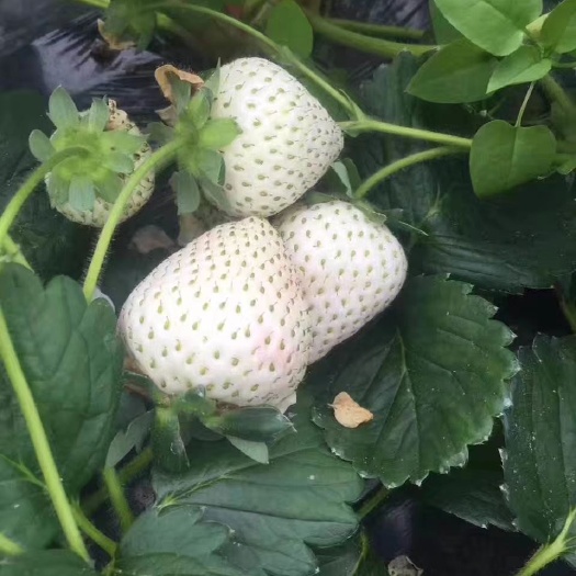 平度市 白雪公主白草草莓苗，健康无病害易管理