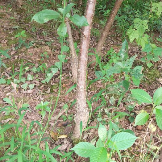 苍溪县嫁接脆红李苗