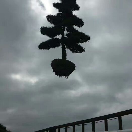 浏阳市造型罗汉松